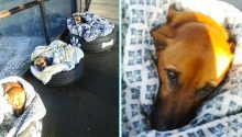 Kind Workers At This Bus Station Created Warm Beds And A Place To Stay For Homeless Dogs
