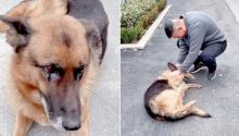 Retired police dog cries after being reunited with handler she hasn’t seen for years