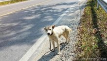 Story of the Day: Mom Sends Little Son to Walk Dog, Hours Later Dog Limps Back Alone Whining