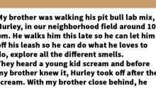 Owner lets his pit bull off leash, hear a scream and starts running