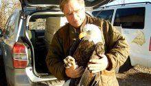 The Unstoppable Bald Eagle That Refused to Give Up in the Face of Adversity