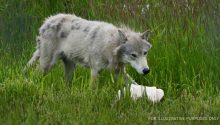 Story of the Day: Forest Ranger Sees Wolf Approaching His Hut, Notices Baby in Its Jaw