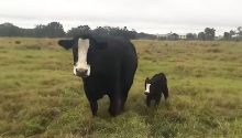 Motherhood Bliss Unfolds as Mama Cow Presents Newborn Calf (VIDEO)
