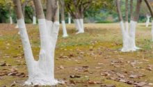 If You Spot White-Painted Trees, Here’s What It Means