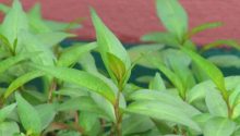 No matter how small your house is, you must grow this plant in your house