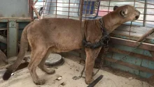 After 20 Years in Captivity, See a Circus Lion’s Emotional Reaction to Freedom (VIDEO)
