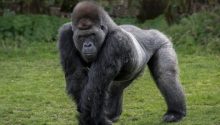 Silverback gorilla teaches himself to walk upright on two legs