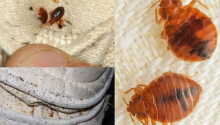 Natural Pest Control: Eliminate Bed Bugs and Household Pests with Diatomaceous Earth & Cloves