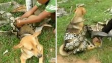 Heroic Rescue: Dog Saved from Python Attack