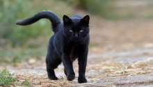 What does it mean to meet a black cat?