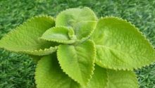 Oregano and Digestive Health: How This Herb Supports Your Stomach
