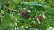 This plant is everywhere, but you had no idea it can treat tumors, diabetes, and high blood pressure