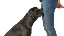 If your dog is sniffing your genital area, here is what it means