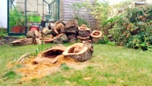 Woman Decides To Cut Down Dead Apple Tree, What She Finds Inside Brings Her Police Protection