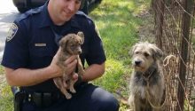 The puppy ran to the police for help. What happened next was unbelievable.