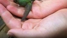Did You Know That If a Hummingbird Comes to Your Home, It Means Something Special?